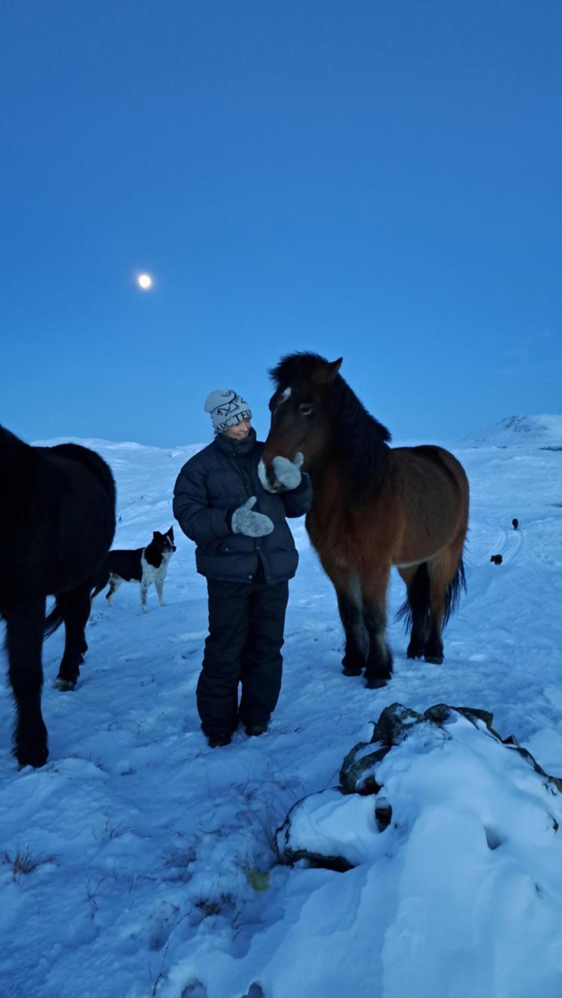 Gislaholt * Borgarnes